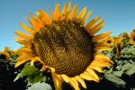 Sunflower Field, Dixon California, FMNV03P01_13.0949