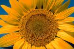 Sunflower Field, Dixon California, Round, Circular, Circle, FMNV03P02_05.0949