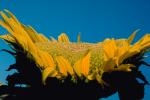 Sunflower Field, Dixon California, FMNV03P02_19.0949