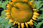 Sunflower Field, Dixon California, Round, Circular, Circle, FMNV03P03_11.0949