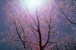 Ice, Sun, Tree, Cold, Chill, Chilled, Chilly, Frigid, Frosty, Frozen, Snowy, Winter, Wintry, NNIV01P02_12.0932